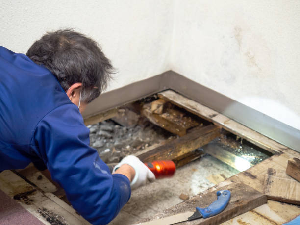 Best Attic Mold Remediation in Accokeek, MD