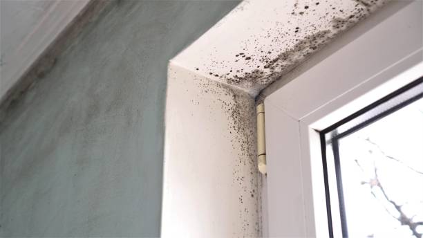 Professional Mold Remediation in Accokeek, MD
