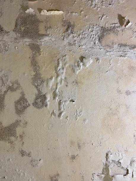 Best Kitchen Mold Remediation in Accokeek, MD