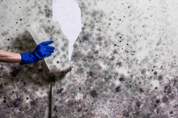 Best Mold Testing and Inspection Services in Accokeek, MD